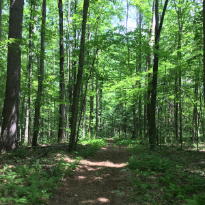 Photo of a path in the woods