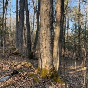 Photo of trees in the woods