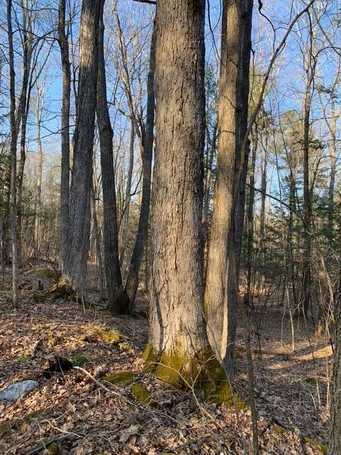 Photograph of some trees in a woods